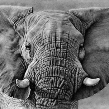 Dibujo titulada "Elephant" por Teresa Payne Art, Obra de arte original, Carbón Montado en Otro panel rígido