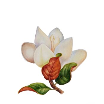 Painting titled "Magical Magnolia, a…" by Tetiana Vlasenko, Original Artwork, Watercolor