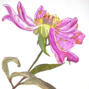 Peinture intitulée "Blooming peony" par Tetyana Levchuk, Œuvre d'art originale, Aquarelle