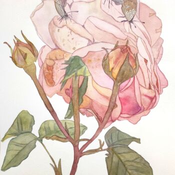 Peinture intitulée "Watercolor rose wit…" par Tetyana Levchuk, Œuvre d'art originale, Aquarelle
