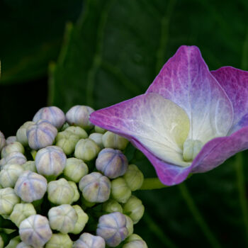 Fotografia intitolato "Hortensia 7." da Thierry Martin, Opera d'arte originale, Fotografia digitale