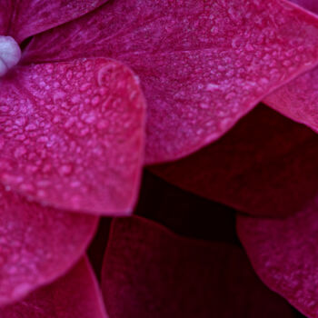 Photography titled "Hortensia 17." by Thierry Martin, Original Artwork, Digital Photography