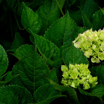 Fotografia zatytułowany „Hortensia 39.” autorstwa Thierry Martin, Oryginalna praca, Fotografia cyfrowa