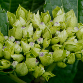 Fotografia zatytułowany „Hortensia 43.” autorstwa Thierry Martin, Oryginalna praca, Fotografia cyfrowa