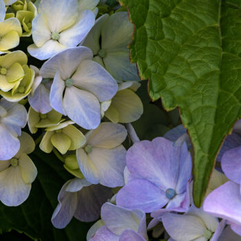 Fotografia zatytułowany „hortensia 77.” autorstwa Thierry Martin, Oryginalna praca, Fotografia cyfrowa