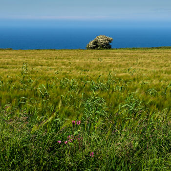 Fotografia zatytułowany „En allant vers Locq…” autorstwa Thierry Martin, Oryginalna praca, Fotografia cyfrowa