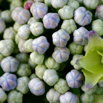 Fotografia zatytułowany „Hortensia 96.” autorstwa Thierry Martin, Oryginalna praca, Fotografia cyfrowa