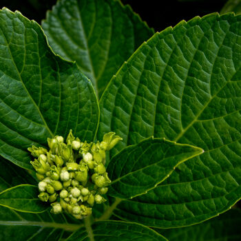 Fotografía titulada "Hortensia 113." por Thierry Martin, Obra de arte original, Fotografía digital