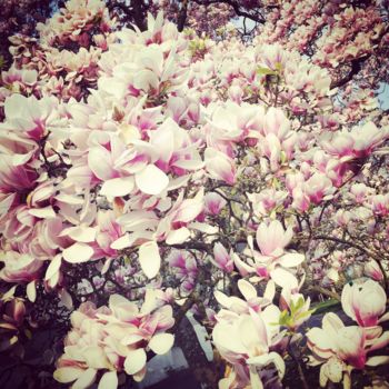 Photographie intitulée "Magnolias en fleur" par Quan Ly, Œuvre d'art originale