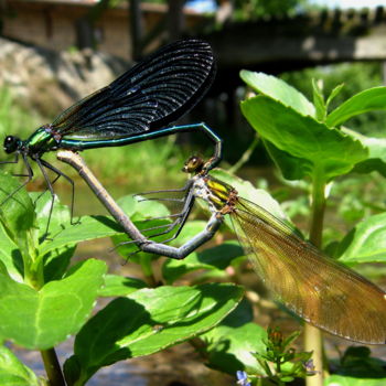 「calopteryx-vierge-a…」というタイトルの写真撮影 Joël Tribhoutによって, オリジナルのアートワーク