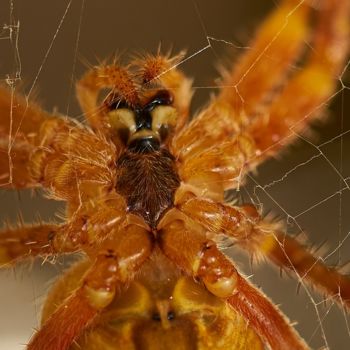 Photography titled "Spider in my garden…" by Ulli Heupel, Original Artwork