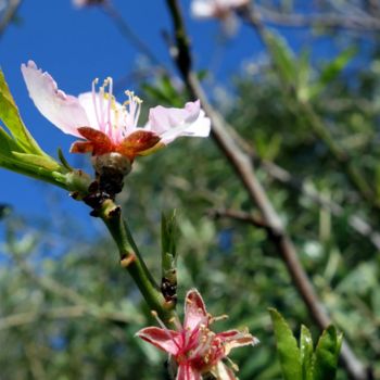 Photography titled "Floral Pics LXXIV" by Ulli Heupel, Original Artwork