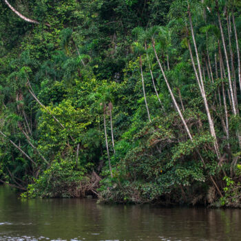 Photography titled "Amazonia-8253" by Uwe Bauch, Original Artwork, Digital Photography