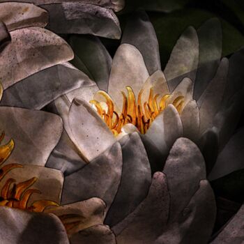 「inside water lily」というタイトルの写真撮影 Uwe Koboldによって, オリジナルのアートワーク, デジタル