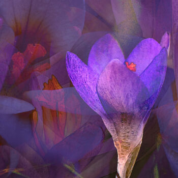 Photography titled "garden colors „croc…" by Uwe Kobold, Original Artwork, Digital Photography