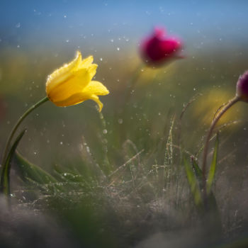 Fotografía titulada "STEPPE FLOWER" por Vadim Fedotov, Obra de arte original, Fotografía digital