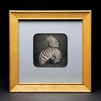 Fotografía titulada "Nautilus und Argona…" por Valerius Geng, Obra de arte original, Fotografía analógica Montado en Cartuli…