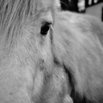 Fotografía titulada "Shetlander pony por…" por Vanja Rosenthal, Obra de arte original, Fotografía digital