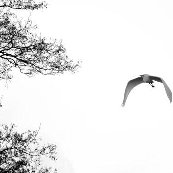 Fotografía titulada "Flying Heron" por Vanja Rosenthal, Obra de arte original, Fotografía digital