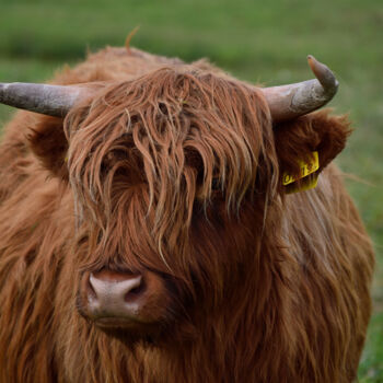 Fotografie getiteld "Highlander cow" door Vanja Rosenthal, Origineel Kunstwerk, Digitale fotografie