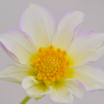 Fotografía titulada "Flower_13285" por Michael Vdovin, Obra de arte original, Fotografía digital
