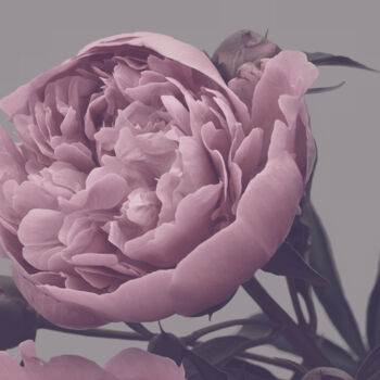Fotografía titulada "Flowerissimo_10327" por Michael Vdovin, Obra de arte original, Fotografía digital