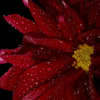 "Flowerissimo_12058" başlıklı Fotoğraf Michael Vdovin tarafından, Orijinal sanat, Dijital Fotoğrafçılık