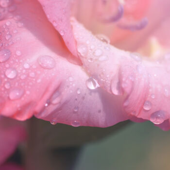 Photography titled "Flowerissimo_13731" by Michael Vdovin, Original Artwork, Digital Photography