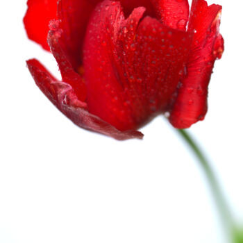 Fotografía titulada "Flowerissimo_11050" por Michael Vdovin, Obra de arte original, Fotografía digital