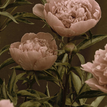 Photography titled "Flowerissimo_10021" by Michael Vdovin, Original Artwork, Digital Photography