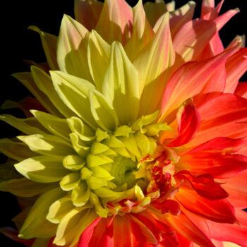 Photography titled "Flowerissimo_14628" by Michael Vdovin, Original Artwork, Digital Photography