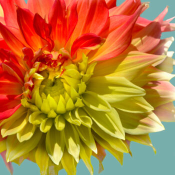 Photographie intitulée "Flowerissimo_14629" par Michael Vdovin, Œuvre d'art originale, Photographie numérique