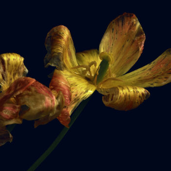 Fotografía titulada "Flowerissimo_17001" por Michael Vdovin, Obra de arte original, Fotografía digital