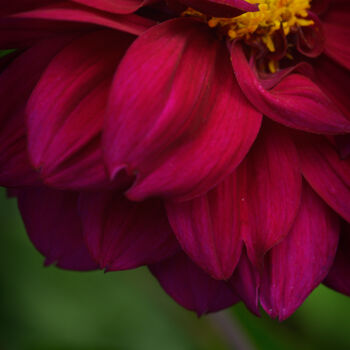 摄影 标题为“Flowerissimo_14262” 由Michael Vdovin, 原创艺术品, 数码摄影