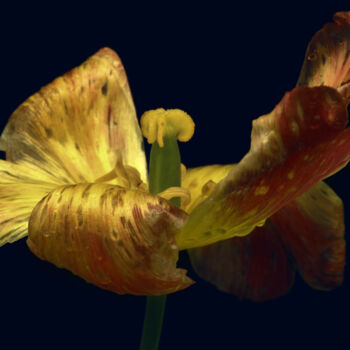 Fotografía titulada "Flowerissimo_17018" por Michael Vdovin, Obra de arte original, Fotografía digital