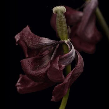Fotografie getiteld "Flowerissimo_11293" door Michael Vdovin, Origineel Kunstwerk, Digitale fotografie