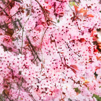 Fotografía titulada "Romantic Sakura II" por Viet Ha Tran, Obra de arte original, Fotografía manipulada
