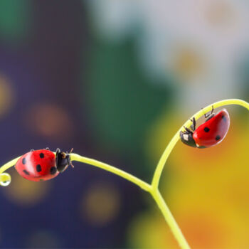 Fotografía titulada "A dream of ladybugs" por Viktoriia Krulko, Obra de arte original, Fotografía digital