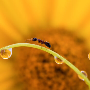 Photography titled "Ant" by Viktoriia Krulko, Original Artwork, Digital Photography