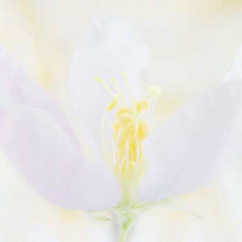 Photography titled "Spring flowering fr…" by Viktoriia Krulko, Original Artwork, Digital Photography