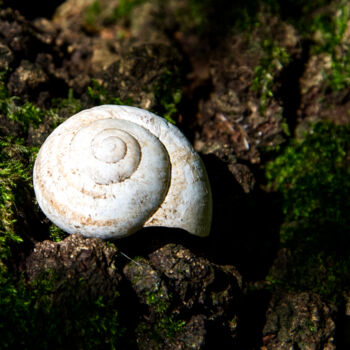 Fotografie getiteld "Empty snail" door Vincenzo Izzo, Origineel Kunstwerk, Digitale fotografie