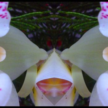 Фотография под названием "Esprit Chien floral…" - Miroir Planétaire Blanc, Подлинное произведение искусства, Манипулированна…