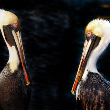 Digital Arts titled "Two Pelicans" by W Goodwin, Original Artwork