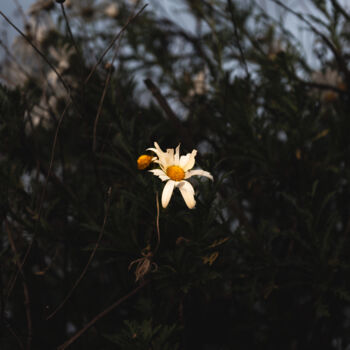 Fotografía titulada "the last flowers fi…" por Xan Gasalla González-Redondo, Obra de arte original, Fotografía digital