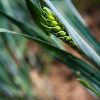 Photography titled "Wheat" by Nann Photography, Original Artwork, Digital Photography