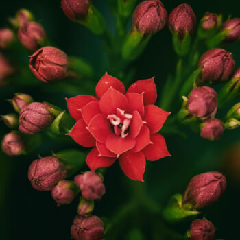 「红色长寿花」というタイトルの写真撮影 斋 一刀によって, オリジナルのアートワーク, デジタル