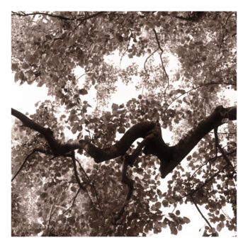 Fotografia zatytułowany „Twisted Branch” autorstwa Zheka Khalétsky, Oryginalna praca, Fotografia nie manipulowana