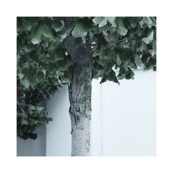 摄影 标题为“Tree Study #10” 由Zheka Khalétsky, 原创艺术品, 非操纵摄影