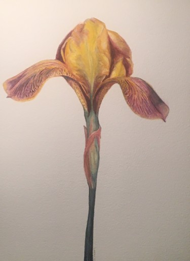 Painting titled "Iris" by Larry Aarons, Original Artwork, Watercolor Mounted on Other rigid panel