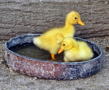 "Ducklings" başlıklı Fotoğraf Askin Ayrancioglu tarafından, Orijinal sanat, Dijital Fotoğrafçılık